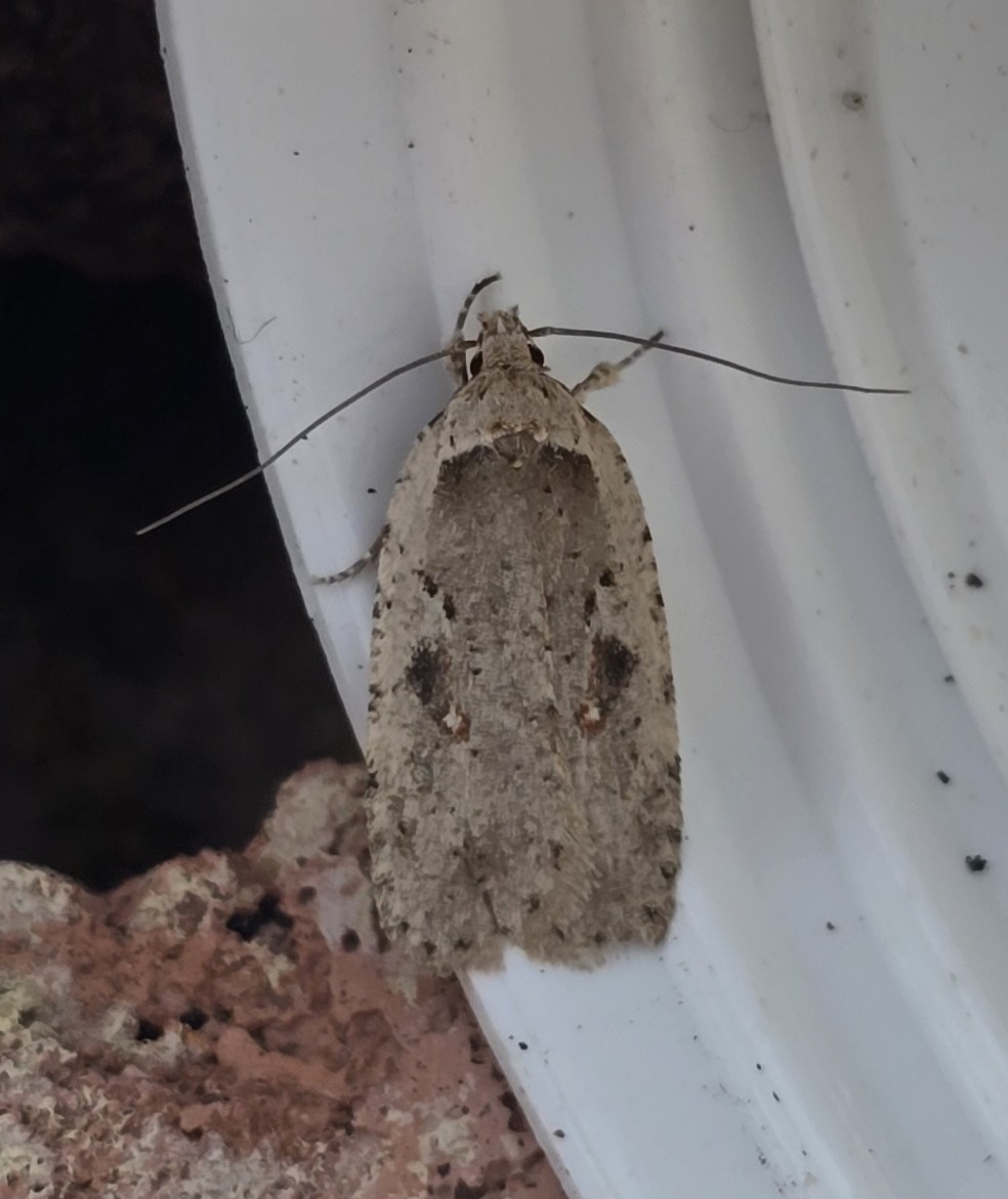 Photo of Red-letter Flat-body (Agonopterix ocellana)
